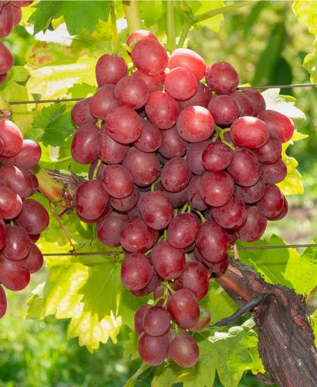 Red Seedless Grapes