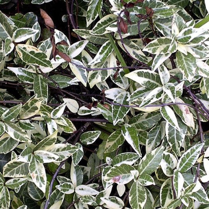 Variegated Confederate Jasmine - Gorgeous Varigated Dark Green and Cream Foliage