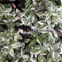 Variegated Confederate Jasmine - Gorgeous Varigated Dark Green and Cream Foliage