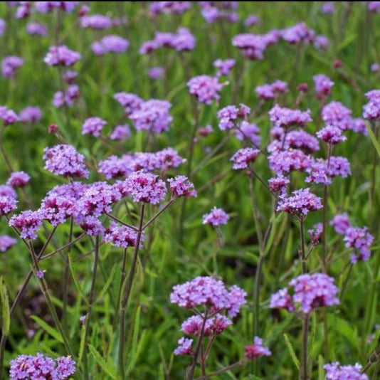 (1 Gallon) Verbena Bonariensis Lollipop