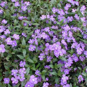 Veronica Penduncularis 'Georgia Blue'. Showy Spring Flowers Are Blue with a White Eye. Creeps and Covers Quickly.