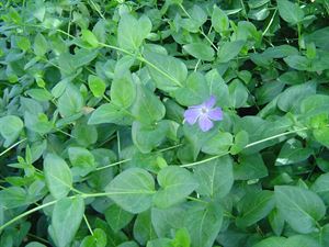 10 Count Flat 4" Pot Vinca Major Large Leaf Perwinkle,Ground Cover, Large-Leafed, Deep Green Foliage, Vining, Fast Spreading, Lilac Flowers In Spring.