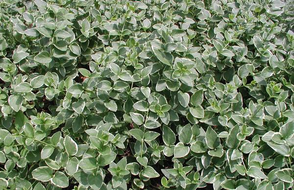 (Quart Pot/10 Count Flat) Nepeta 'Little Trudy' Dwarf Catmint Pp18904