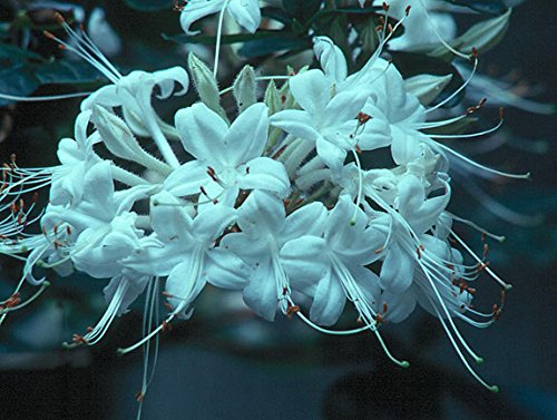 (1 Gallon) Viscosum Rhododendron, The Swamp Azalea Blooms with Pure White, Fragrant Flowers In Mid-May.