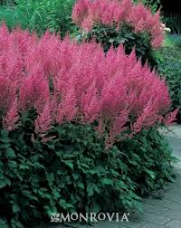(1 Gallon) Astilbe Chinensis Visions In Pink Pp11860