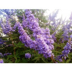 (3 Gallon) Vitex 'Delta Blues', (Chaste Tree)Ttiny, Fragrant Blue/Purple Flowers