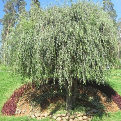 Weeping Willow Tree in pot with green arching branches