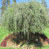 Weeping Willow Tree in pot with green arching branches