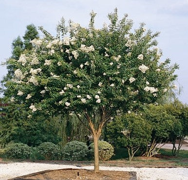 (3 Gallon, Bareroot) White Crape Myrtle, 3-4 Months of Continuous Gorgeous White Flowers, Gorgeous Fall Color, Fast Grower and Showy Fall Foliage