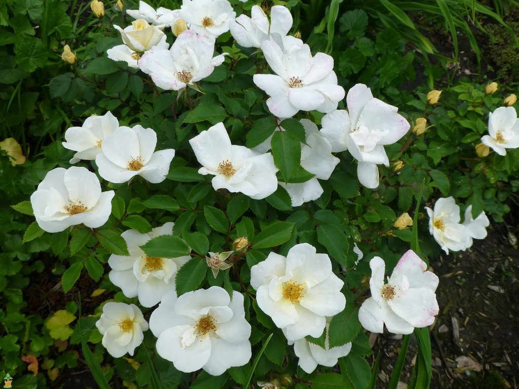 (3 Gallon) White Rose