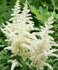 (1 Gallon) Astilbe Chinensis Visions In White