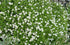 (4.5 Inch Pots - Flats of 10) Pratia Angulata White Star Creeper