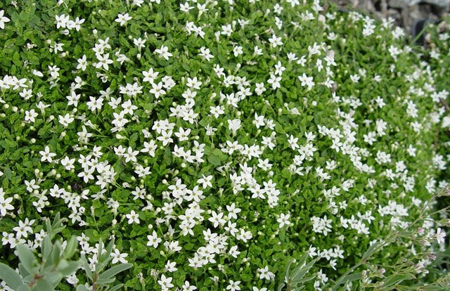 (4.5 Inch Pots - Flats of 10) Pratia Angulata White Star Creeper