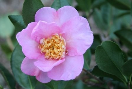 Winters Star Camellia-Large Violet-Pink Blooms