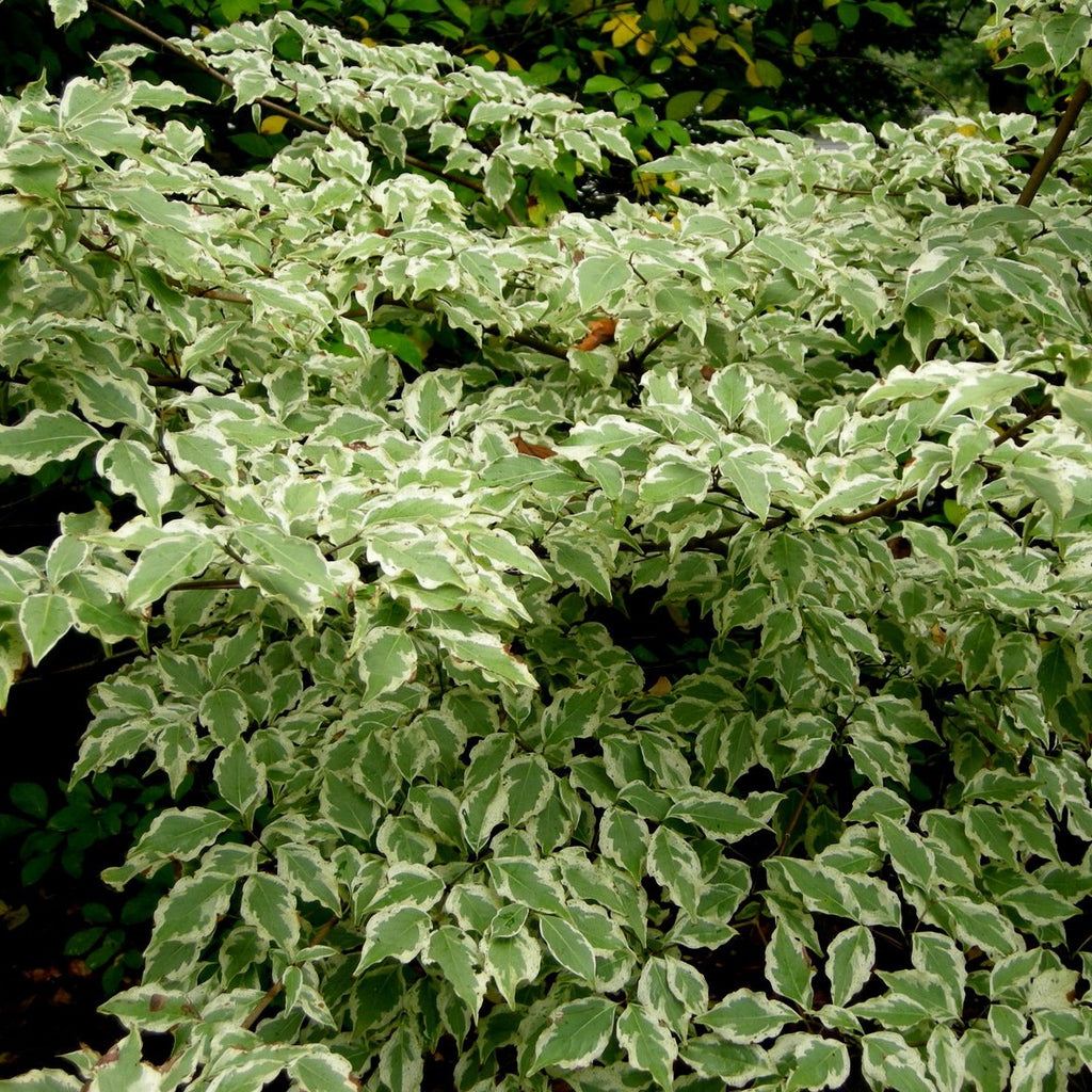 Wolf Eye Kousa Dogwood Tree-Gorgeous Creamy-White Variegated Leaves and a Floral Show of Large White Flowers, Followed By Raspberry Colored Berries.