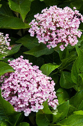 (3 Gallon) Ayesha Hydrangea - Stunning Mauve-Pink Flowers and Glossy, Heavily Textured, Deep Green Leaves