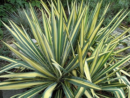 Yucca Color Guard- Slightly Arching, Sword-Shaped, Striped Foliage of Creamy-White Against Dark Green Provides Great Architectural Interest.