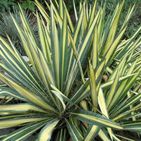 Yucca Color Guard plant with variegated cream and green sword-shaped leaves in garden landscape