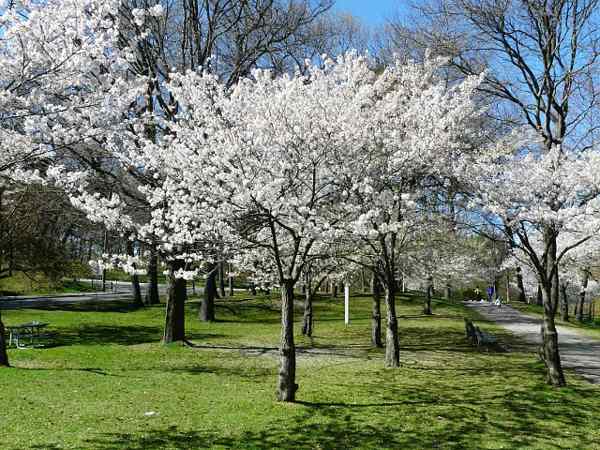 White cherry blossom on sale tree