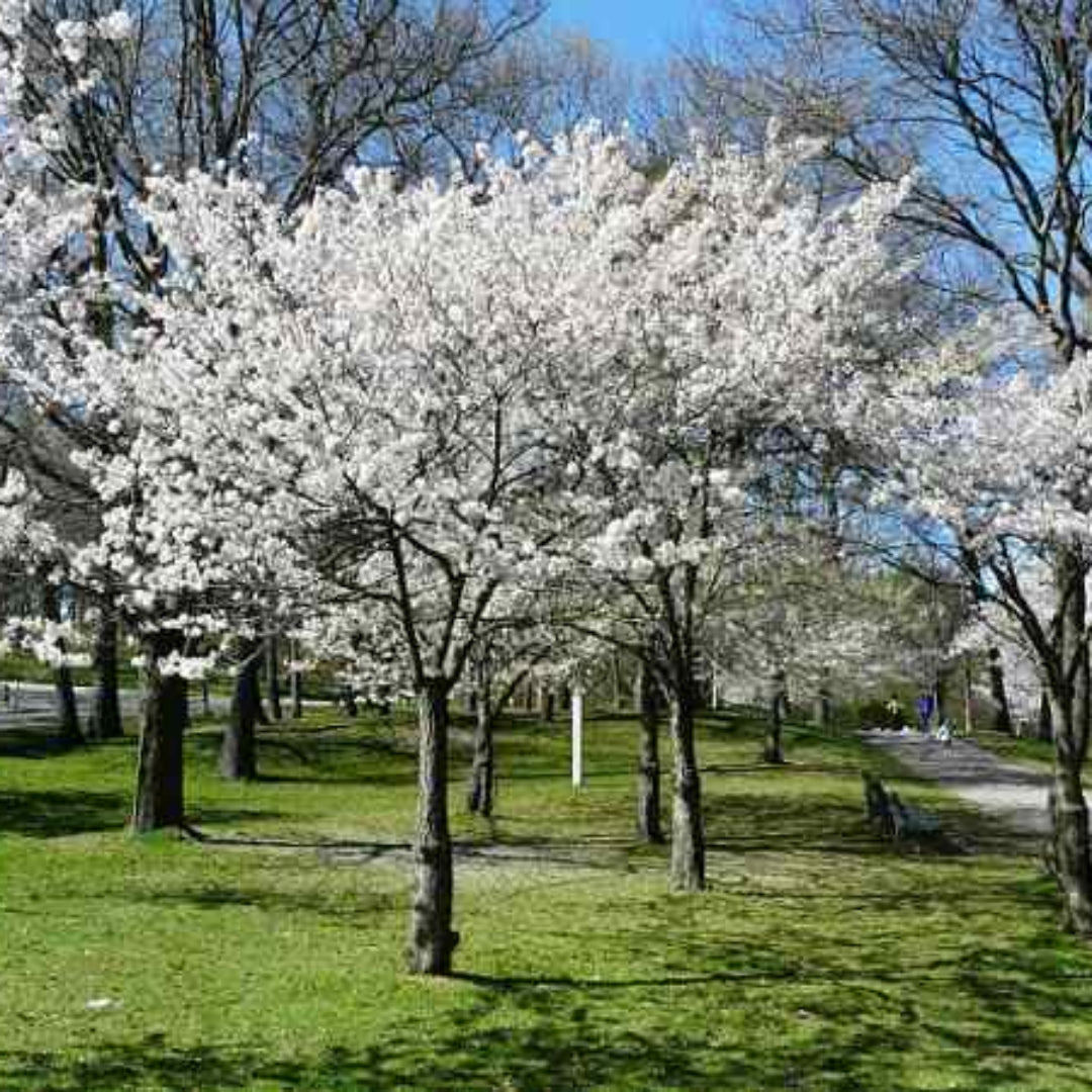 Yoshino Cherry Tree - Standout Tree, Stunning White Blossoms (Cherry Blossom Festivals).