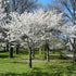 Yoshino Cherry Tree - Standout Tree, Stunning White Blossoms (Cherry Blossom Festivals).