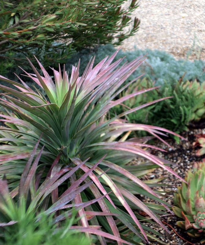 Yucca &