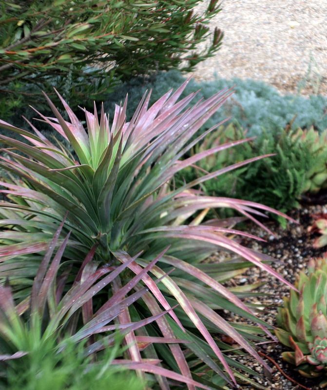 Yucca 'Blue Boy'