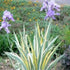 (1 Gallon) Iris Pallida Aureo Variegata Zebra Iris - It Forms a Low Clump of Sword-Like Leaves, with Golden-Yellow and Grey-Green Stripes