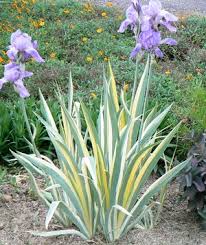 (1 Gallon) Iris Pallida Aureo Variegata Zebra Iris - It Forms a Low Clump of Sword-Like Leaves, with Golden-Yellow and Grey-Green Stripes