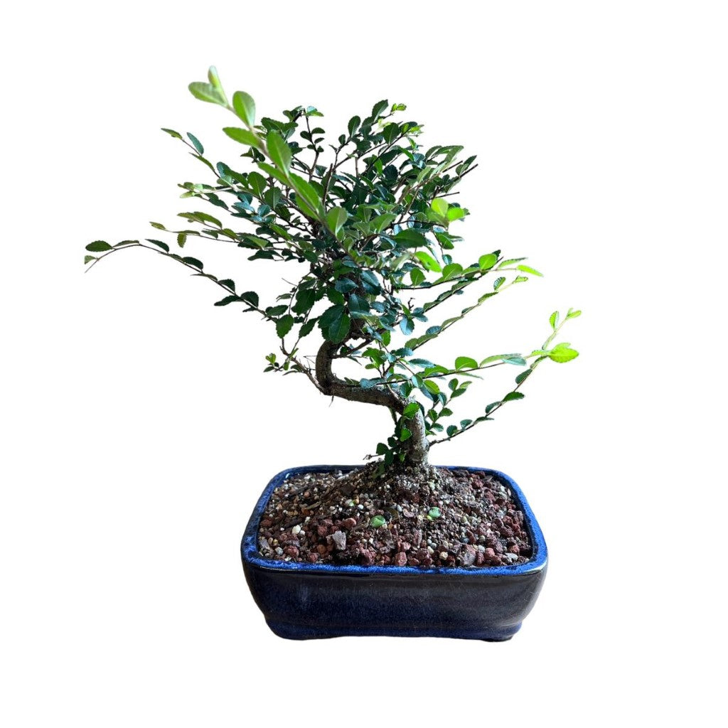 Bonsai Zelkova (Japanese Elm) Live Plant, Indoor/Outdoor Plant