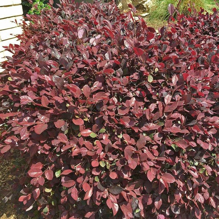 Zhuzhou Loropetalum with deep burgundy foliage