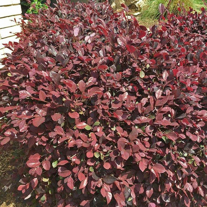 Zhuzhou Loropetalum with deep burgundy foliage