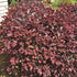 Zhuzhou Loropetalum with deep burgundy foliage