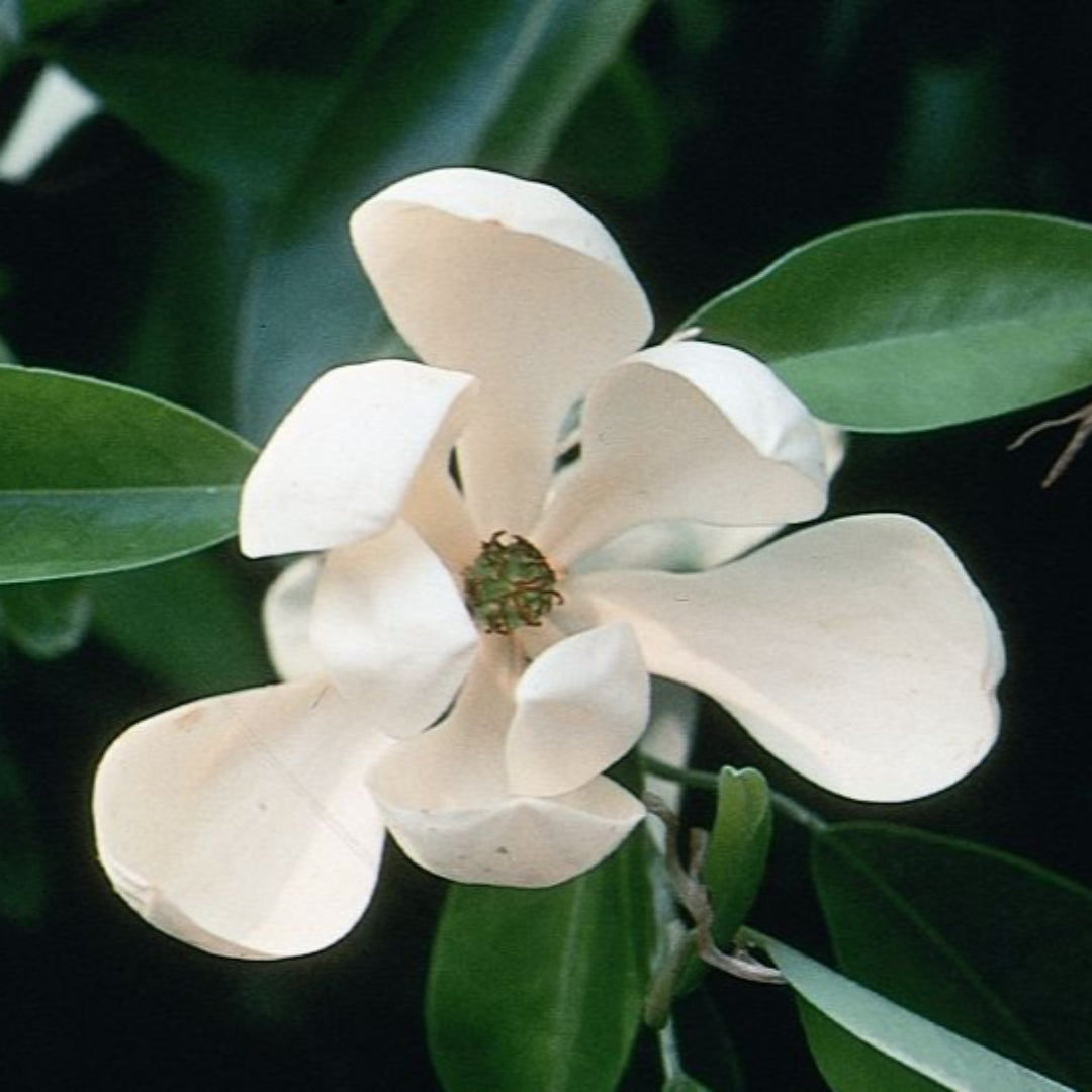 Sweetbay Magnolia is a Semi-Evergreen Tree with 2 To 3 In. Creamy-White, Lemon-Scented Flowers and Glossy Green Leaves.