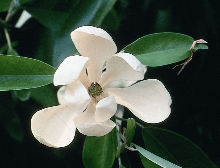 Sweetbay Magnolia is a Semi-Evergreen Tree with 2 To 3 In. Creamy-White, Lemon-Scented Flowers and Glossy Green Leaves.